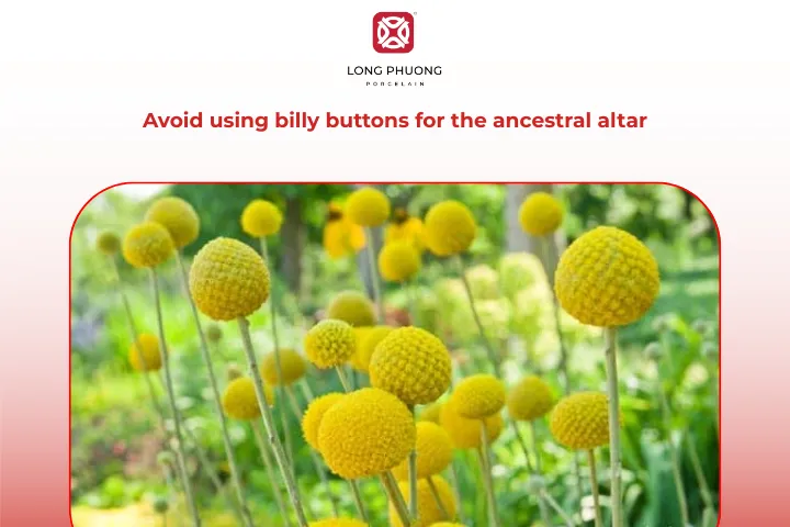 Billy buttons are considered unsuitable for ancestral worship