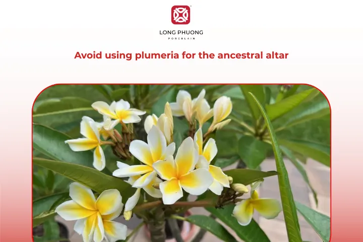 Plumeria should not be considered a type of altar flower arrangement