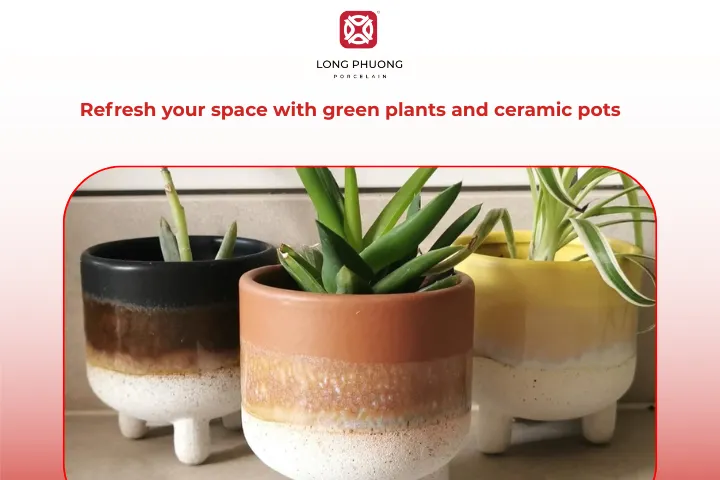 Modern ceramic planters now come in creative shapes and eye-catching designs