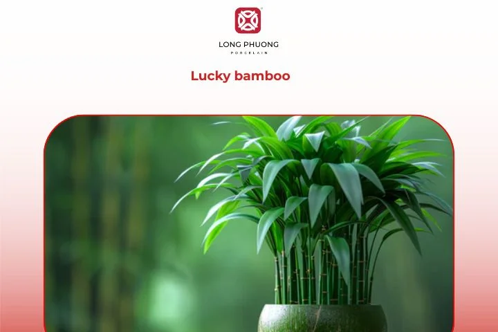 Lucky bamboo — traditional and auspicious housewarming gift symbolizing prosperity.