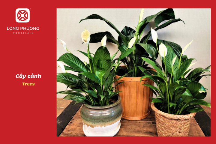 tặng cây cảnh