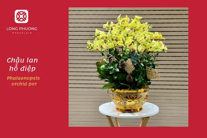 quà mừng lan hồ điệp