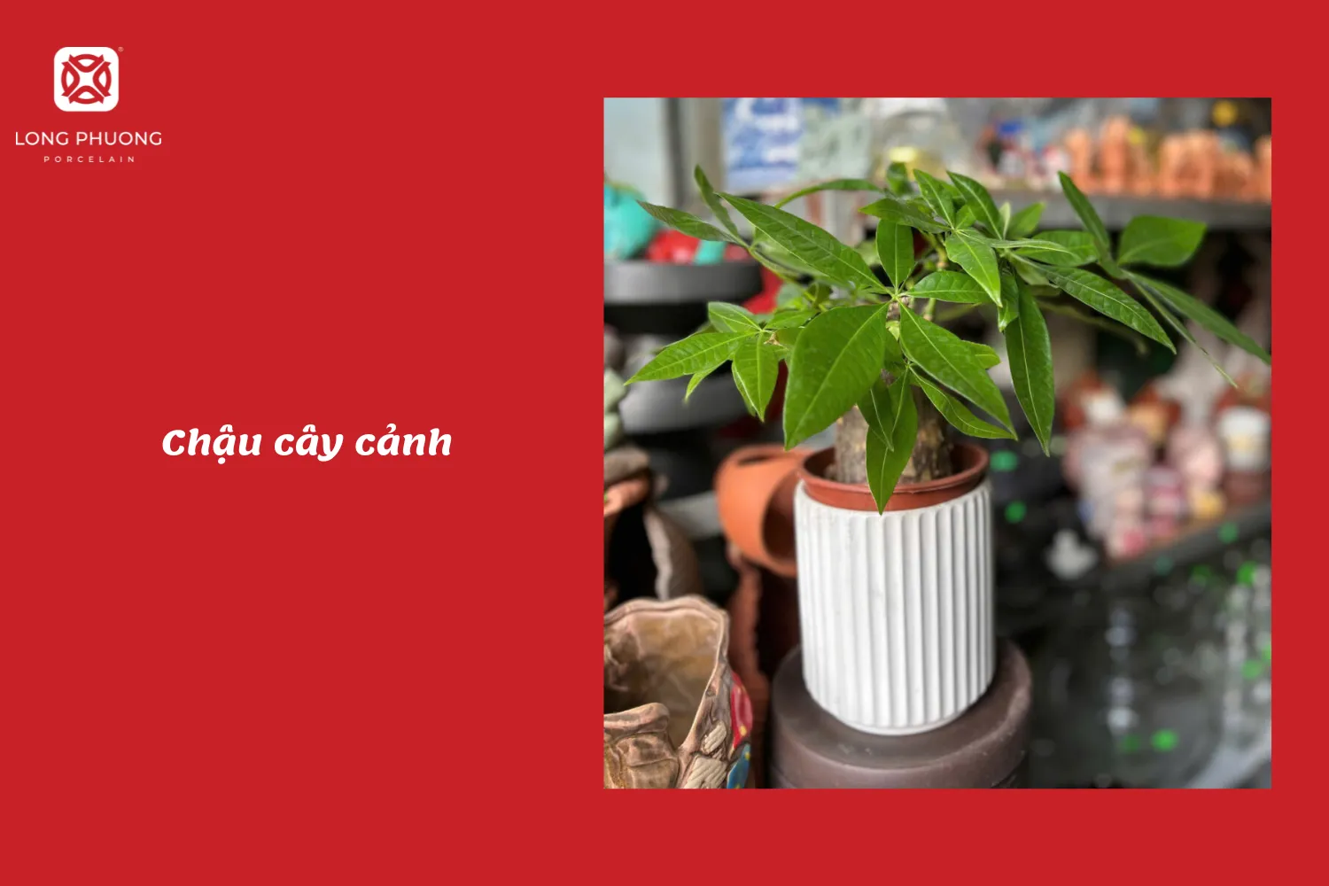 tặng ba chậu cây cảnh