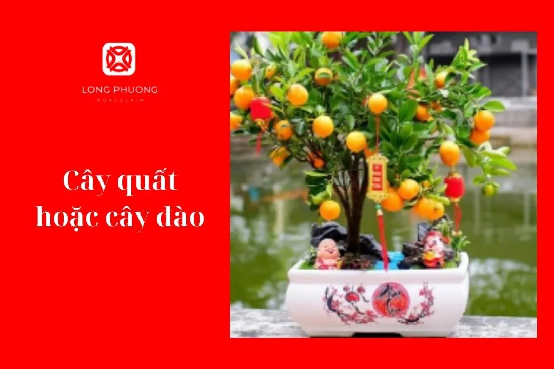 cây quất tài lộc