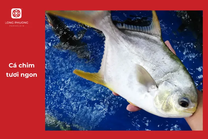 Lựa chọn cá chim tươi ngon mới chế biến được những món ăn hấp dẫn