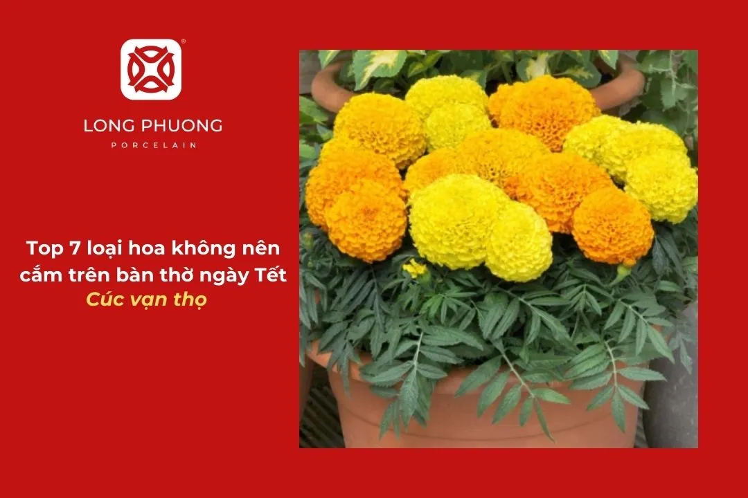 không nên cắm cúc vạn thọ trên bàn thờ