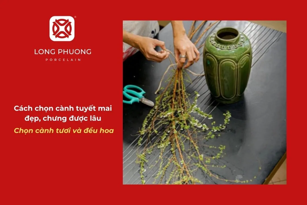 cách chọn cành hoa tuyết mai