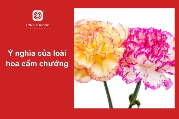 Hoa cẩm chướng – Biểu tượng của tình yêu, lòng biết ơn và sự trân trọng