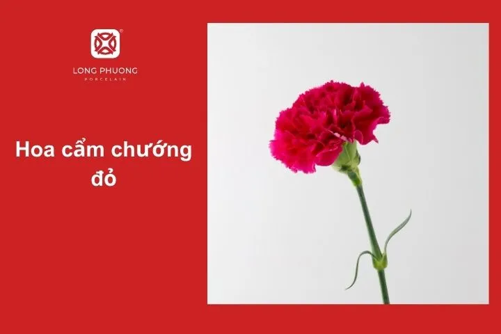 Hoa cẩm chướng đỏ – Biểu tượng của tình yêu và sự kính trọng