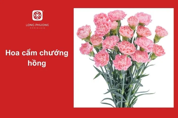 Hoa cẩm chướng hồng – Thể hiện sự dịu dàng và lòng biết ơn