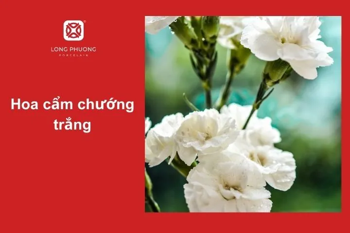 Hoa cẩm chướng trắng – Thanh khiết, trong sáng và chân thành