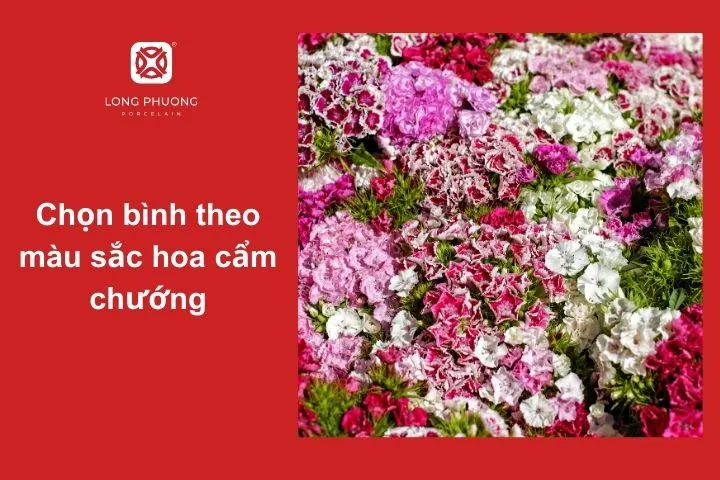 Chọn màu bình hoa để tôn lên vẻ đẹp của hoa cẩm chướng