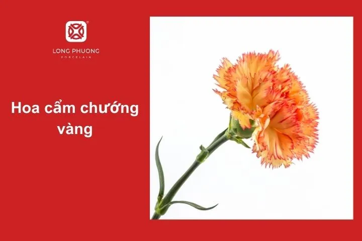 Cần lưu ý khi sử dụng hoa cẩm chướng vàng