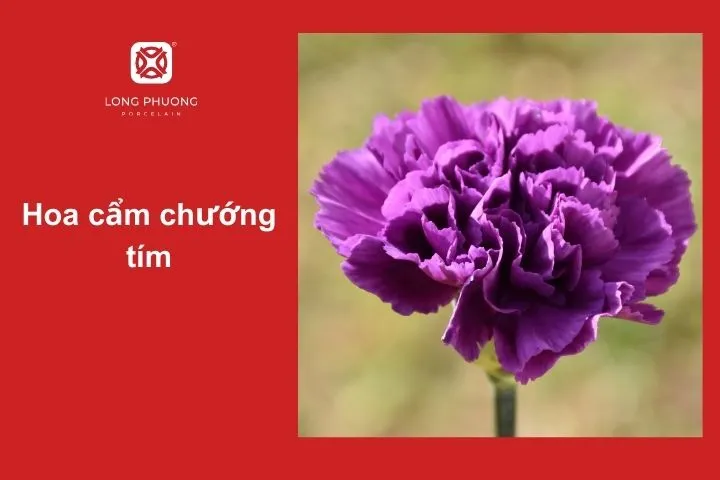 Hoa cẩm chướng tím – Biểu tượng của sự quý phái và lãng mạn