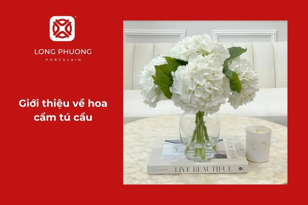 giới thiệu hoa cẩm tú cầu