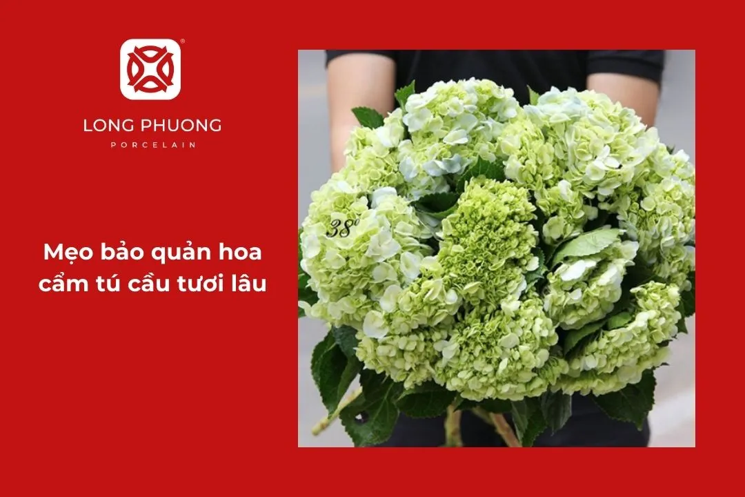 cách bảo quản hoa tú cầu tươi