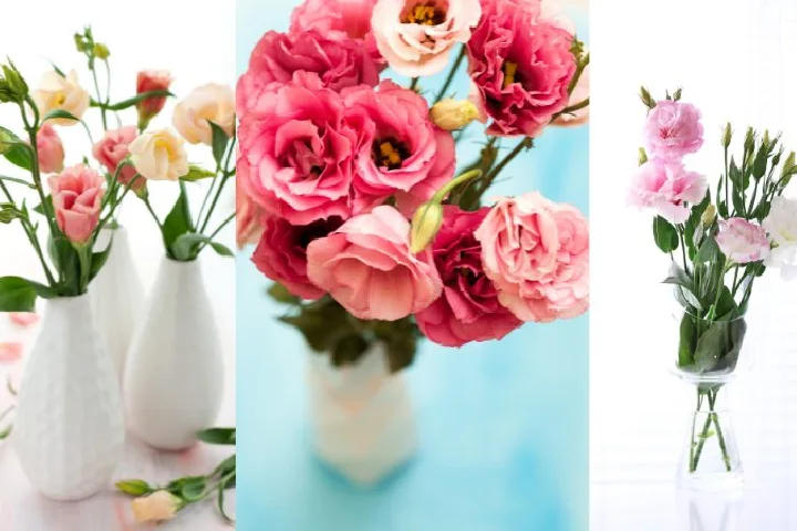10 cách cắm hoa cát tường đẹp, sang và tươi lâu nhất