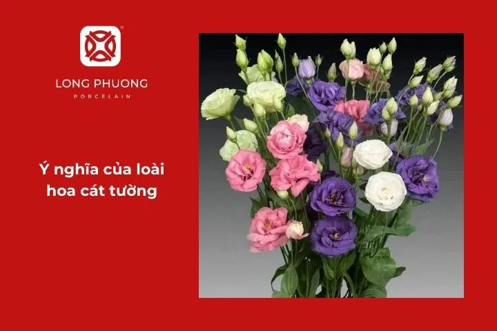 Ý nghĩa tốt đẹp của hoa cát tường