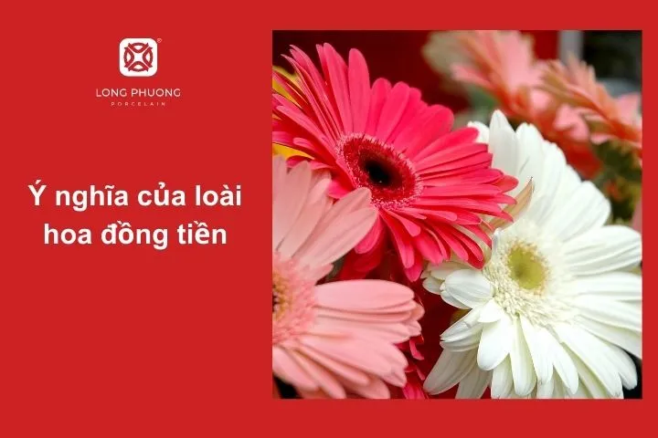 Hoa đồng tiền – Biểu tượng của may mắn, hạnh phúc và thành công