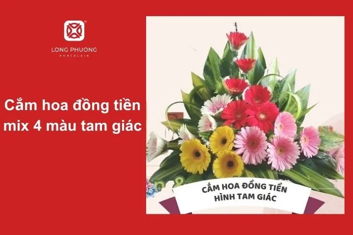 Bố cục tam giác với 4 màu hoa đồng tiền nổi bật