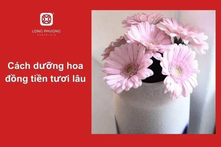 Bí quyết giữ hoa đồng tiền tươi lâu hơn 7 ngày