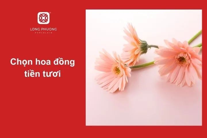 Cách chọn hoa đồng tiền tươi lâu, cánh dày, màu sắc rực rỡ