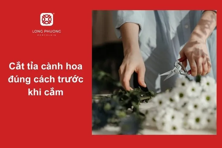 Hướng dẫn cắt tỉa gốc hoa đồng tiền đúng cách giúp hoa lâu tàn