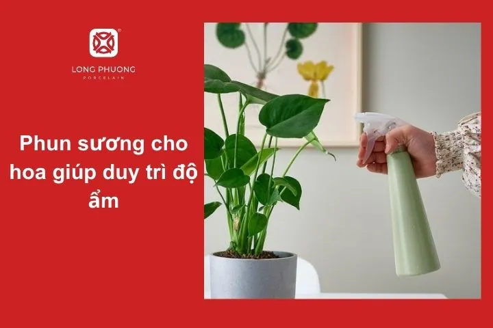 Cách phun sương đúng cách giúp hoa đồng tiền luôn tươi tắn