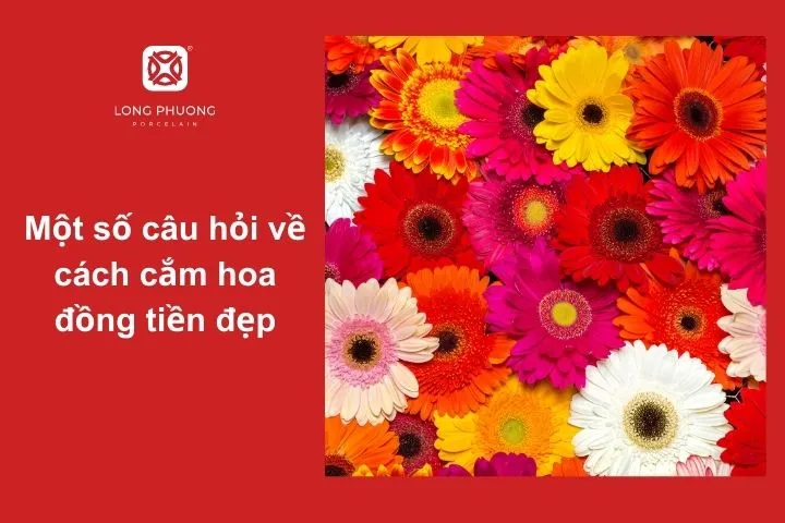 Giải đáp những thắc mắc khi cắm hoa đồng tiền