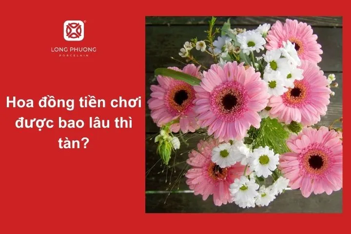 Hoa đồng tiền tươi được bao lâu? Bí quyết giữ hoa bền màu