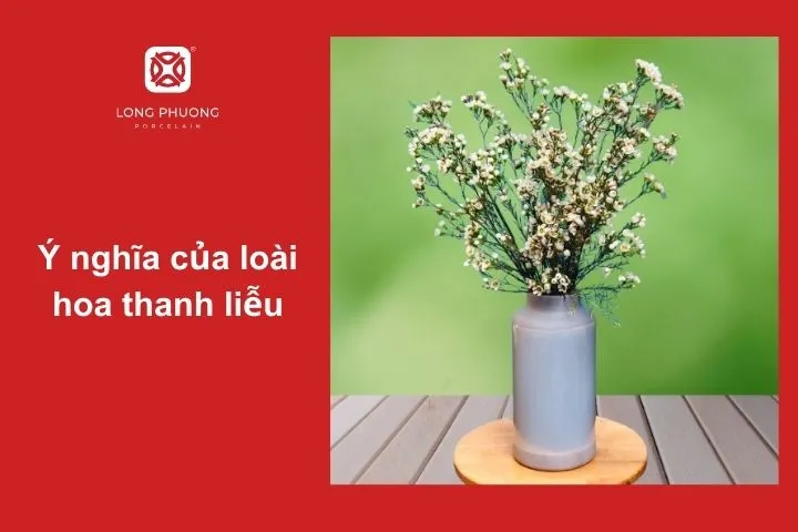 Hoa thanh liễu không chỉ đẹp mà còn mang đến nhiều ý nghĩa đặc biệt tùy theo từng màu sắc