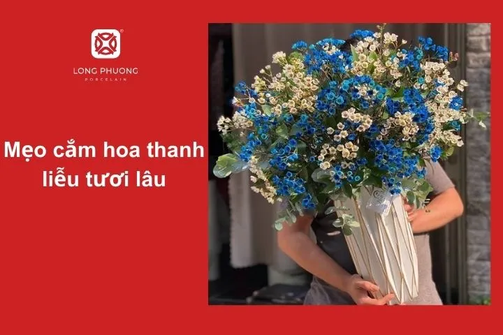 Một số mẹo giúp bạn có một bình hoa thanh liễu đẹp và duy trì độ tươi trong nhiều ngày