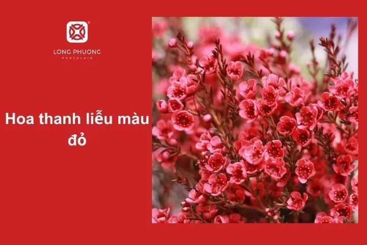 Hoa thanh liễu màu đỏ – Biểu tượng của may mắn và tài lộc