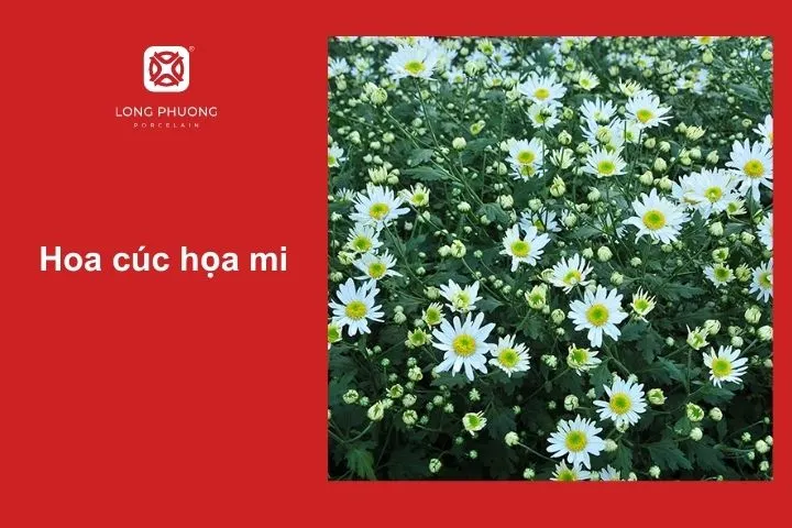 Hoa cúc họa mi – Vẻ đẹp trong trẻo, tự nhiên