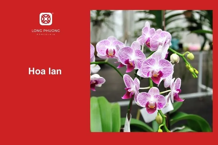 Hoa lan – Sự kết hợp độc đáo, quý phái
