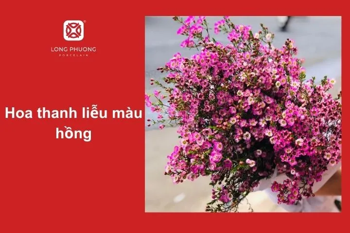 Hoa thanh liễu màu hồng – Thể hiện sự dịu dàng, lãng mạn