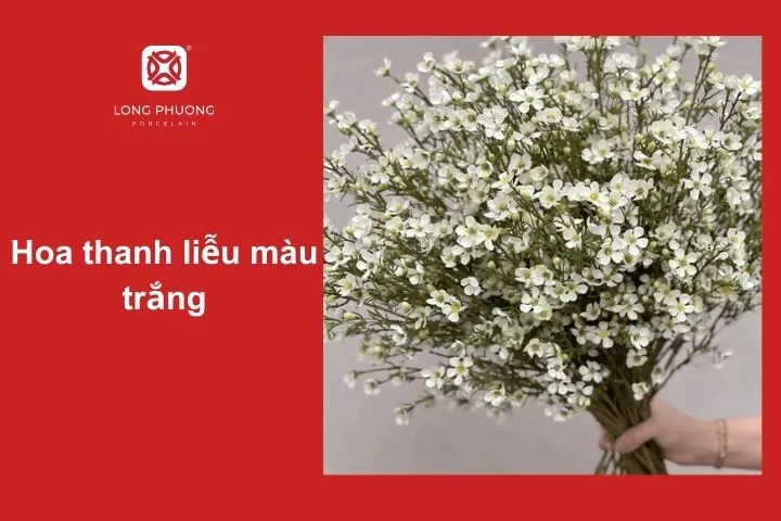 Hoa thanh liễu màu trắng – Biểu trưng cho sự thuần khiết và thanh cao