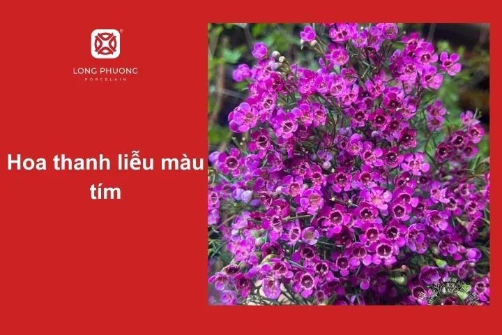 Hoa thanh liễu màu tím – Đại diện cho sự thủy chung và huyền bí
