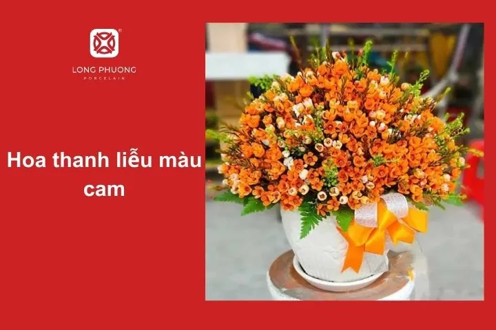 Hoa thanh liễu màu cam – Sự ấm áp và nguồn năng lượng tích cực