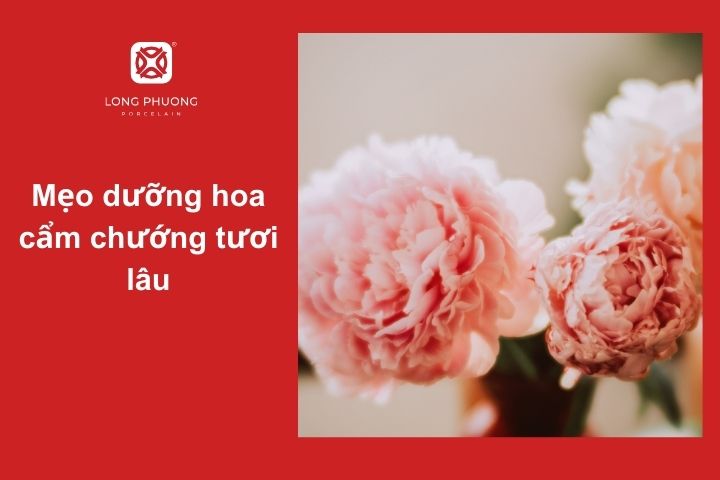 Bí quyết giúp hoa cẩm chướng tươi lâu, bền đẹp trong nhiều ngày