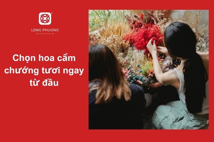 Nên chọn hoa cẩm chướng tươi, không bị héo
