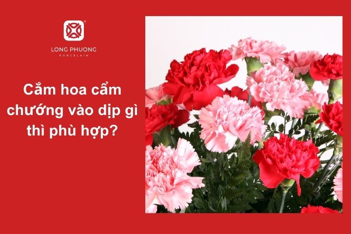 Hoa cẩm chướng – Loài hoa hoàn hảo cho mọi dịp đặc biệt