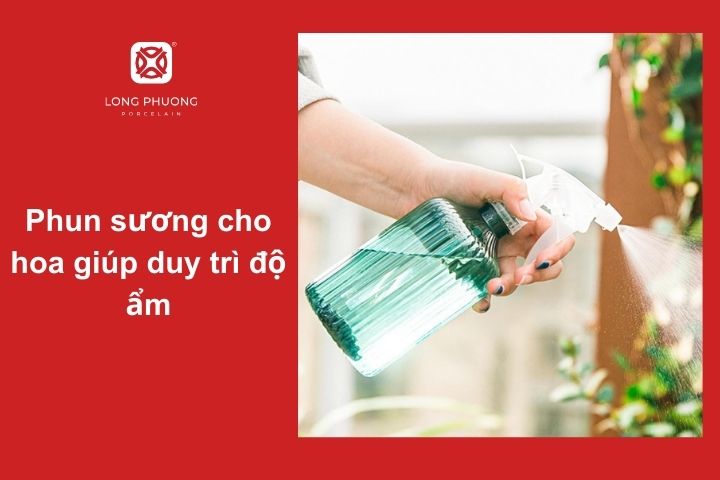 Bí quyết giữ hoa cẩm chướng tươi lâu bằng cách phun sương đúng cách