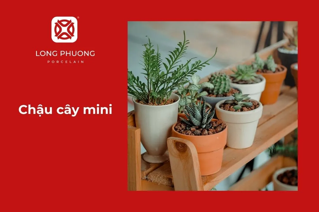 chậu cây mini làm quà lưu niệm