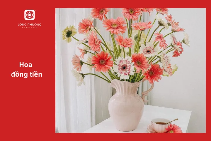 Hoa đồng tiền màu sắc mang đến năng lượng tích cực cho không gian