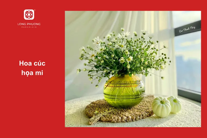 Cúc họa mi thích hợp đặt bên cửa sổ phòng ngủ