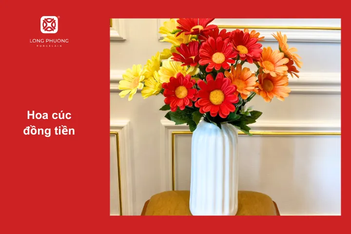 Những bông hoa cúc đồng tiền nhiều màu sắc mang đến sự tươi mới