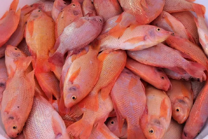 cá diêu hồng làm món gì ngon, bổ dưỡng