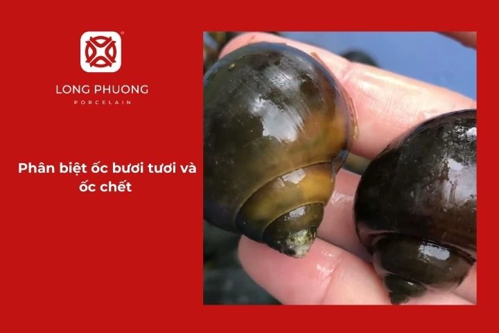 Phân biệt ốc bươi tươi và ốc chết