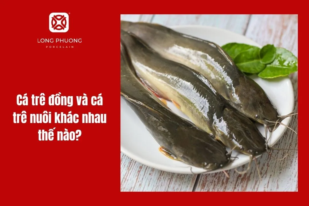 phân biệt cá trê